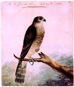 Signed and dated by artist.
