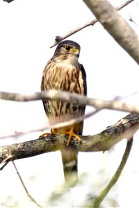 Merlin (Falco columbarius)