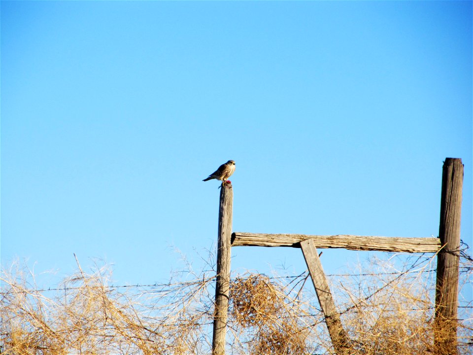 A merlin (2nd smallest falcon in Montana) perches on an old cross brace in Cascade County.