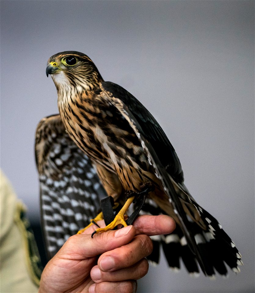 Jo Santiago, a wildlife biologist and a raptor rehabilitation specialist, handles Zacchaeus, a Merlin during a presentation in Washington D.C., April 24, 2019. (Forest Service photo by Tanya Flores)