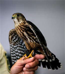 Jo Santiago, a wildlife biologist and a raptor rehabilitation specialist, handles Zacchaeus, a Merlin during a presentation in Washington D.C., April 24, 2019. (Forest Service photo by Tanya Flores)