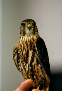 Jo Santiago, a wildlife biologist and a raptor rehabilitation specialist, handles Zacchaeus, a Merlin during a presentation in Washington D.C., April 24, 2019. (Forest Service photo by Tanya Flores)
