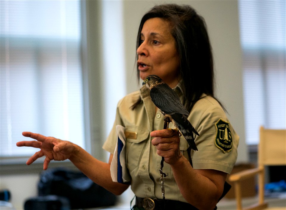 Jo Santiago, a wildlife biologist and a raptor rehabilitation specialist, handles Zacchaeus, a Merlin during a presentation in Washington D.C., April 24, 2019. (Forest Service photo by Tanya Flores)