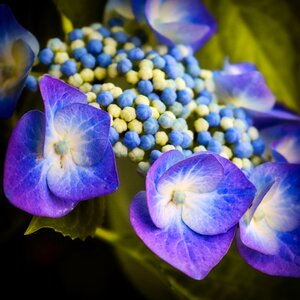 Bloom flower hydrangea flower photo