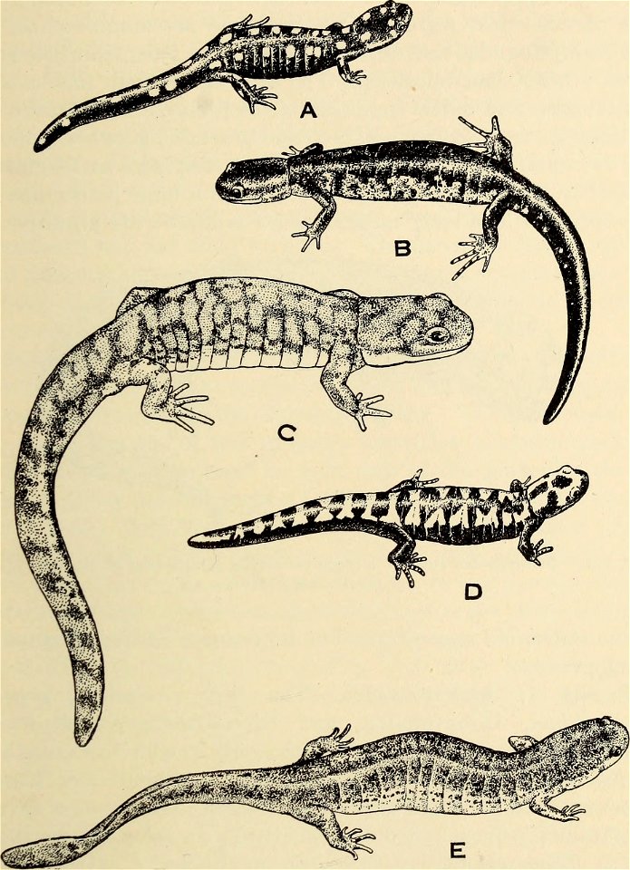 : The biology of the amphibia
Identifier: biologyofamphibi00nobl (find matches)
Year: 1931 (1930s)
Authors: Noble, Gladwyn Kingsley, 1894-1940
Subjects: Amphibians
Publisher: New York : McGraw-Hi