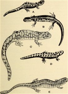 : The biology of the amphibia
Identifier: biologyofamphibi00nobl (find matches)
Year: 1931 (1930s)
Authors: Noble, Gladwyn Kingsley, 1894-1940
Subjects: Amphibians
Publisher: New York : McGraw-Hi
