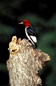 Red-headed woodpecker (Melanerpes erythrocephalus) photographed in the DeSoto National Wildlife Refuge
