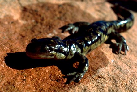 Tiger salamander (Ambystoma tigrinum) photo