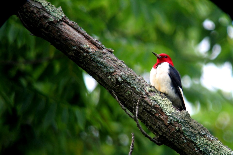 Red Headed Woodpecker @sky meadows. Picture was taken using Canon A95 through a Kowa Prominar Spotting Scope at 60x.