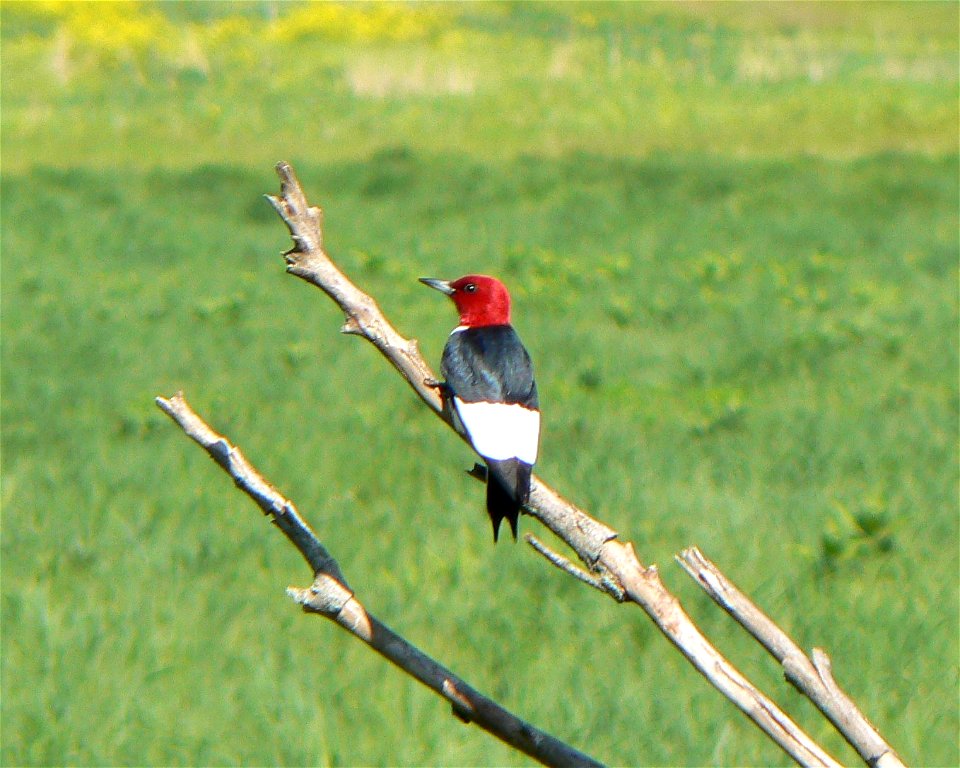 Red Headed Woodpecker image taken in Desoto National Wildlife Refuge