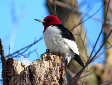Red-headed woodpeckers are year-round residents Port Louisa National Wildlife Refuge in Iowa. This colorful and vocal species can be found in the floodplain forest and along the forest's edge.

Photo 