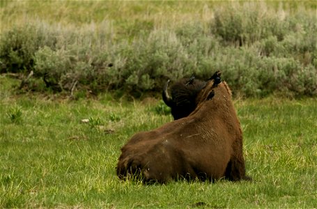 Bison and cowbirds