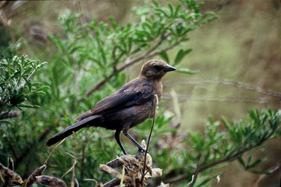 Brown-headed Cowbird (Molothrus ater), female: this photograph has been acknowledged as Karney's work at http://www.nps.gov/grca/naturescience/cynsk-v08.htm and http://www.cpp.usmc.mil/base/environmen