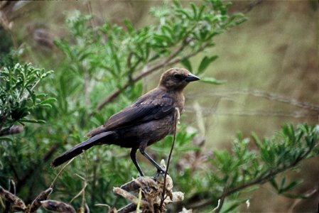 Brown-headed Cowbird (Molothrus ater), female: this photograph has been acknowledged as Karney's work at http://www.nps.gov/grca/naturescience/cynsk-v08.htm and http://www.cpp.usmc.mil/base/environmen