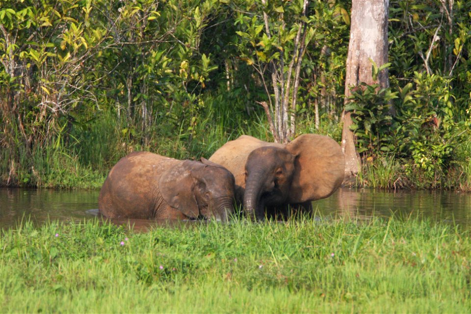 Female forest elephants have a close bond with all of their families for all their lives. A mother with offspring drinking from a spring. Credit: Michelle Gadd/USFWS