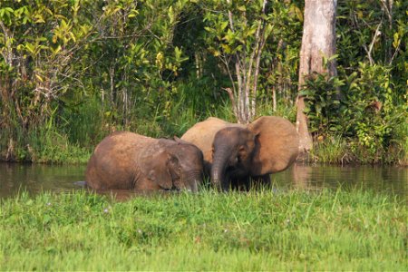 Female forest elephants have a close bond with all of their families for all their lives. A mother with offspring drinking from a spring. Credit: Michelle Gadd/USFWS
