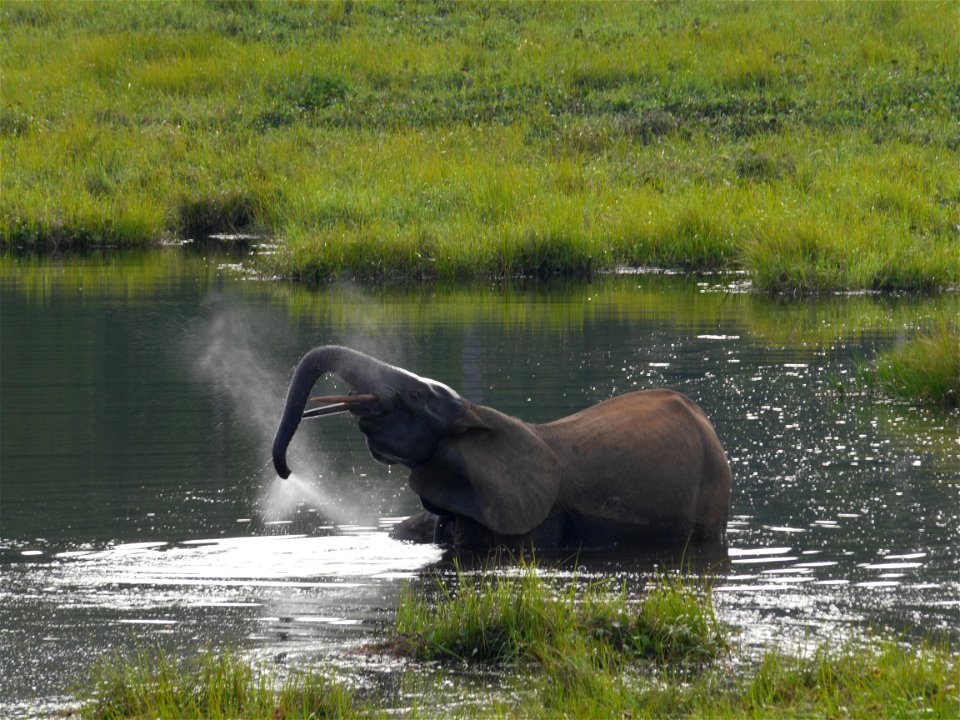 Credit: Dirck Byler/USFWS