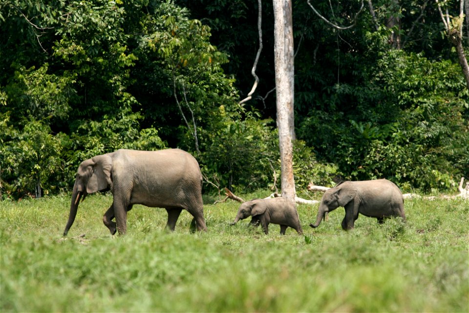 Forest elephant family group in a rainforest clearing. Credit: Richard Ruggiero/USFWS