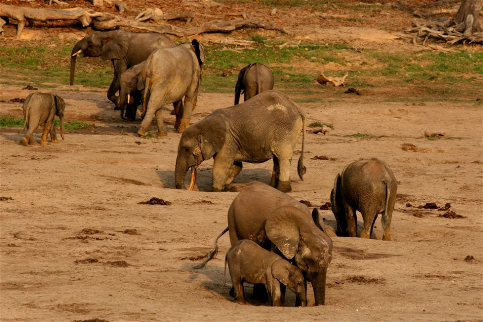 Elephants digging for minerals to eat. Credit: Richard Ruggiero/USFWS