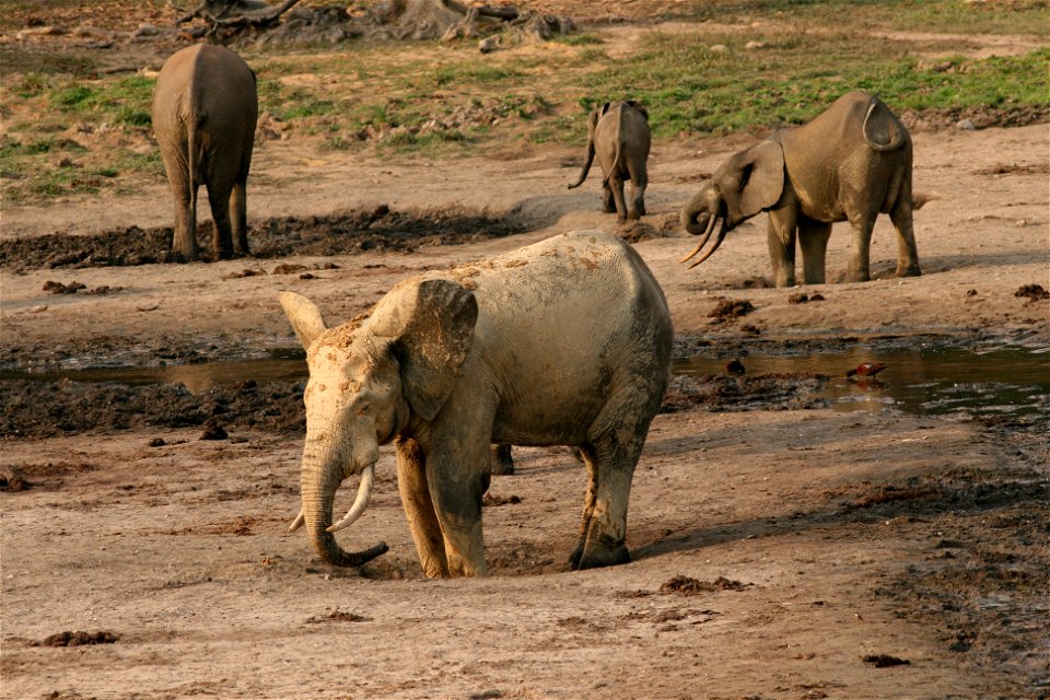 Both sexes in African elephants have ivory tusks. Elephant males have bigger, thicker tusks than females. Credit: Richard Ruggiero/USFWS