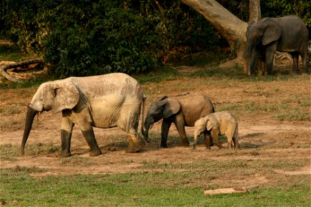 Elephants can be individually recognized by their ear shape and patterns. Credit: Richard Ruggiero/USFWS