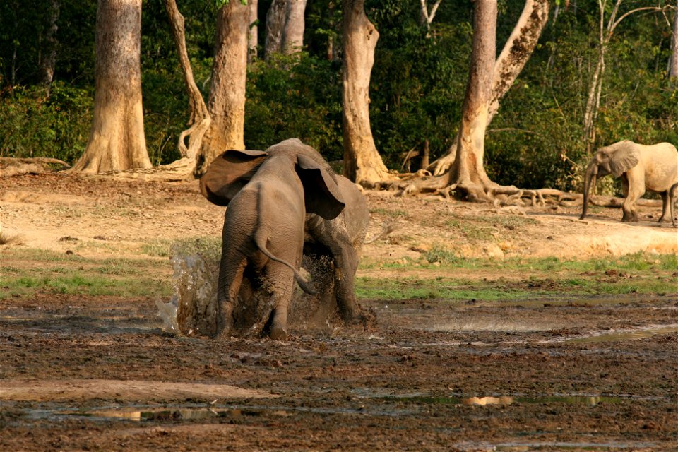 Elephant males throughout their lives challenge one another to establish dominance. Credit: Richard Ruggiero/USFWS