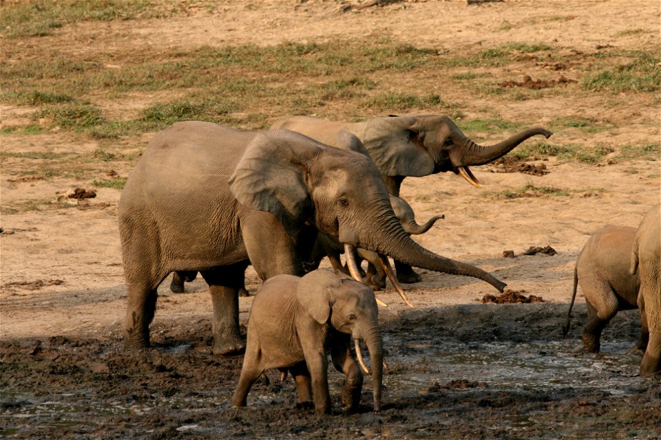 Forest elephants gather at clearings, which unfortunately makes them susceptible to ambush by poachers. Credit: Richard Ruggiero/USFWS