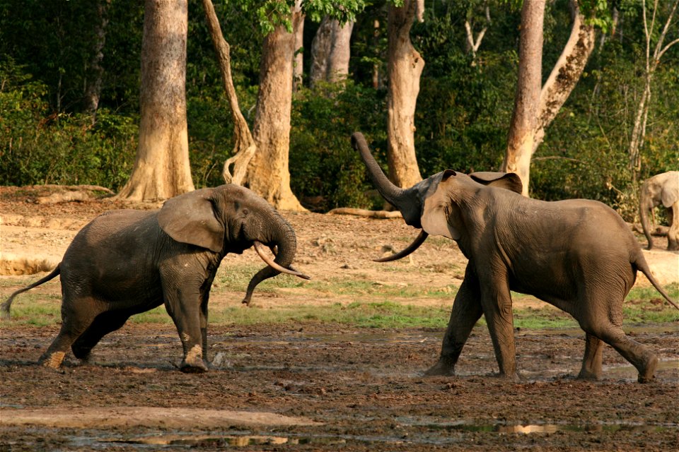 Elephant males throughout their lives challenge one another to establish dominance. Credit: Richard Ruggiero/USFWS