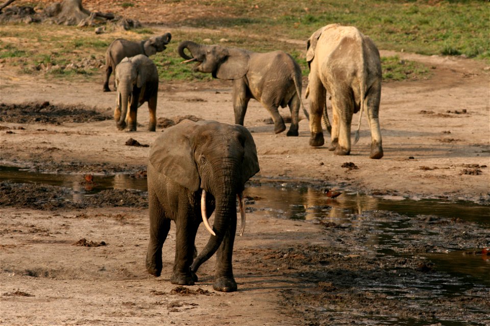 Undisturbed, elephants can live to be sixty years old. Their tusks grow throughout their life. Credit: Richard Ruggiero/USFWS