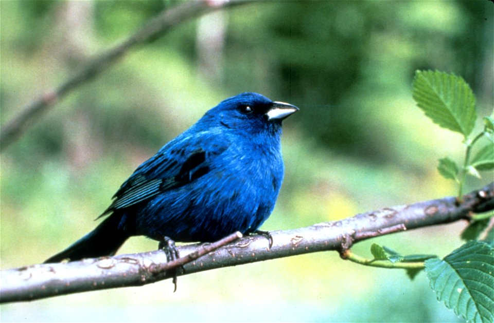 Indigo Bunting, NPSPhoto