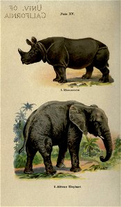 Plate XV. 
1. Rhinoceros 

2. African Elephant