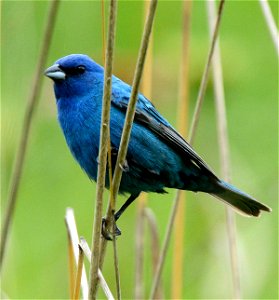 Indigo bunting (Passerina cyanea) on Edger Waterfowl Production Area in Barry County, Michigan. Image taken on July, 8, 2015. photo