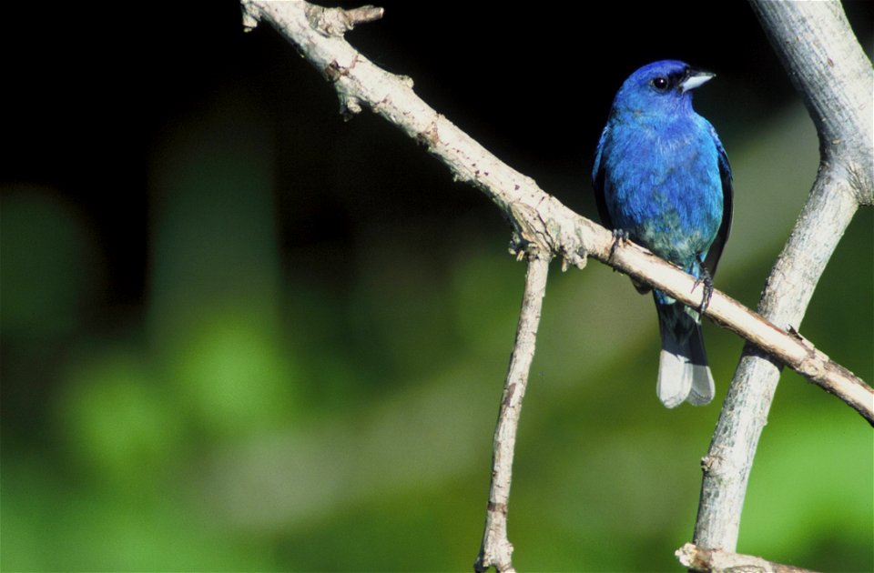 Indigo Bunting (Passerina cyanea) in the DeSoto National Wildlife Refuge in Iowa