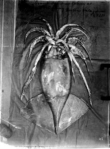 Dosidicus gigas as taken at Port Otway, western Patagonia, 1888.