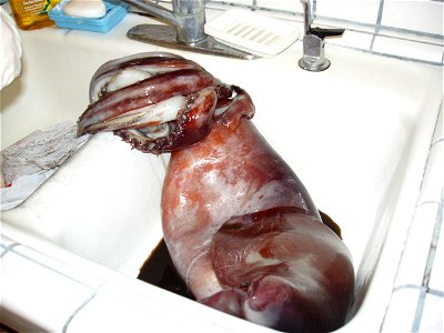 a Humboldt squid] (alt. names jumbo flying squid or diablo rojo). Note the dark red hue. The squid is about 25 kilograms/50 pounds in weight.