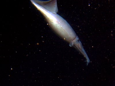 Humboldt squid (Dosidicus gigas) close up at 250 meters. Latitude 38 04 N., Longitude 123 -31 W. California, Cordell Bank National Marine Sanctuary. 2005.