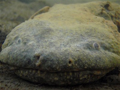 Adult hellbender in the wild in New York.

The Buffalo Zoo received funding for hellbender research and restoration from the U.S. Fish and Wildlife Service and the New York State Department of Environ