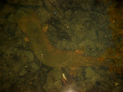 Adult hellbender in the wild in New York.

The Buffalo Zoo received funding for hellbender research and restoration from the U.S. Fish and Wildlife Service and the New York State Department of Environ