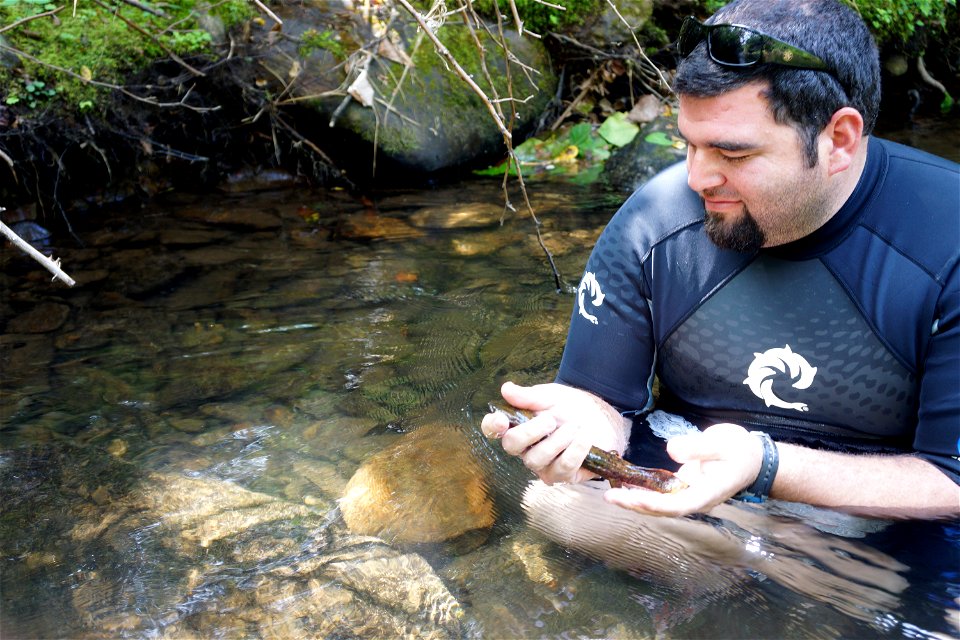 At up to two and a half feet in length, Eastern hellbenders can be an impressive sight. These aquatic salamanders are found in Appalachian streams, and have declined to the point that they’ve been con