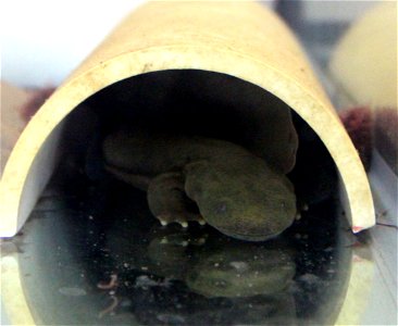 The Eastern Hellbender Juvenile Habitat Restoration project is funded through the State Wildlife Grant Program to assess survival in juveniles receiving an enriched captive environment and enriched ju