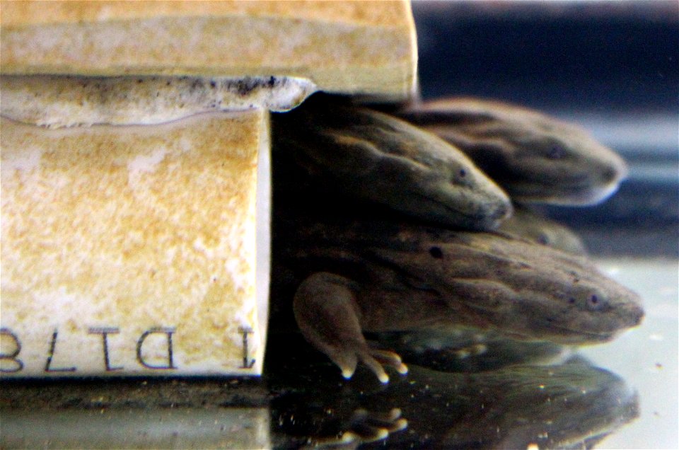 The Eastern Hellbender Juvenile Habitat Restoration project is funded through the State Wildlife Grant Program to assess survival in juveniles receiving an enriched captive environment and enriched ju