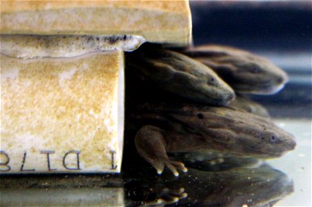 The Eastern Hellbender Juvenile Habitat Restoration project is funded through the State Wildlife Grant Program to assess survival in juveniles receiving an enriched captive environment and enriched ju