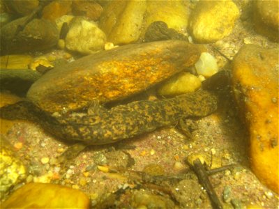 Eastern hellbender salamander, Cryptobranchus alleganiensis