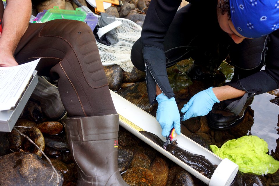 At up to two and a half feet in length, Eastern hellbenders can be an impressive sight. These aquatic salamanders are found in Appalachian streams, and have declined to the point that they’ve been con