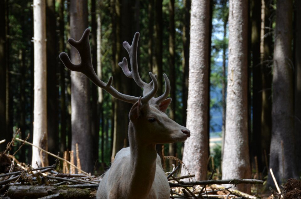 Antler carrier animal world nature