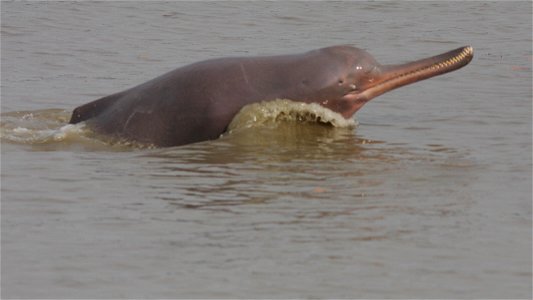 Ganges river dolphin leaping out of the water photo