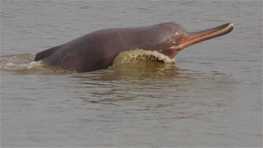Ganges river dolphin leaping out of the water