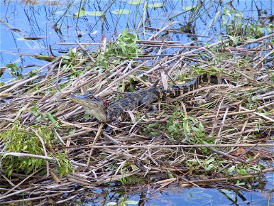 Babygator1
