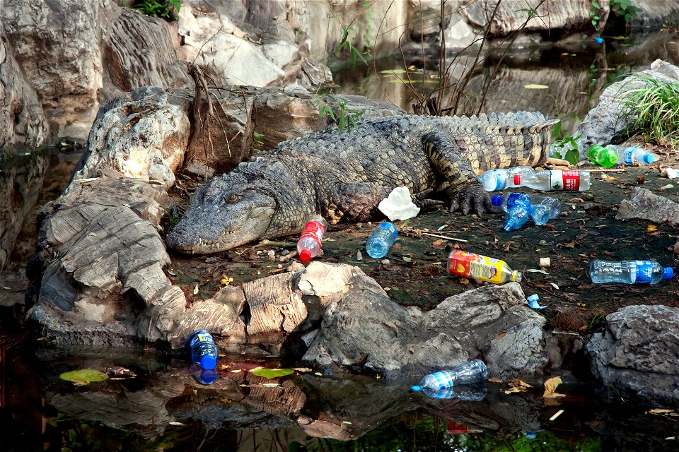 Chinese alligator at Beijing Zoo.