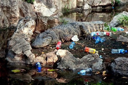 Chinese alligator at Beijing Zoo.